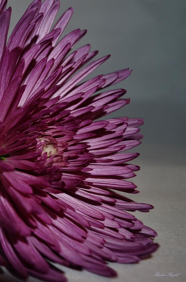 Purple spikes Photograph by Paulina Roybal