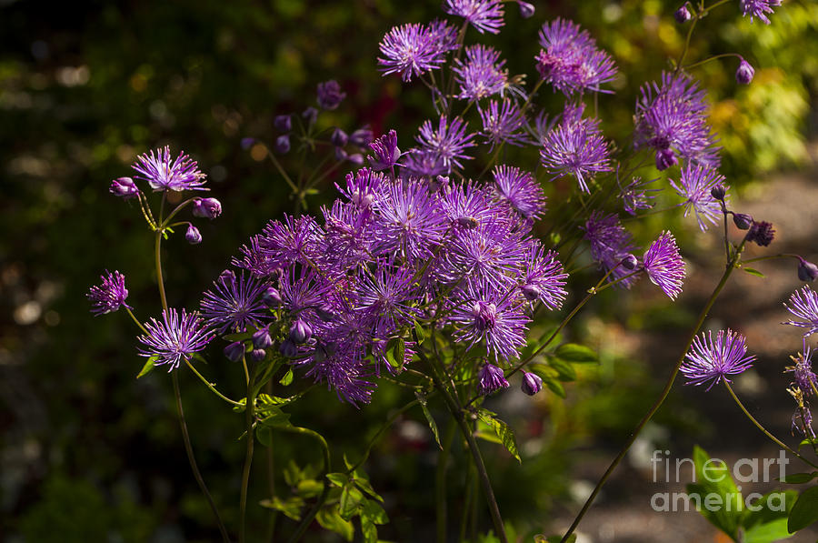 Salem Photograph - Purple Spiky Flower by M J