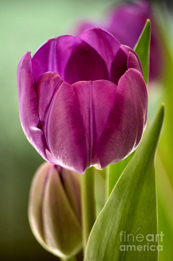 Purple Splendor Photograph by Deb Halloran