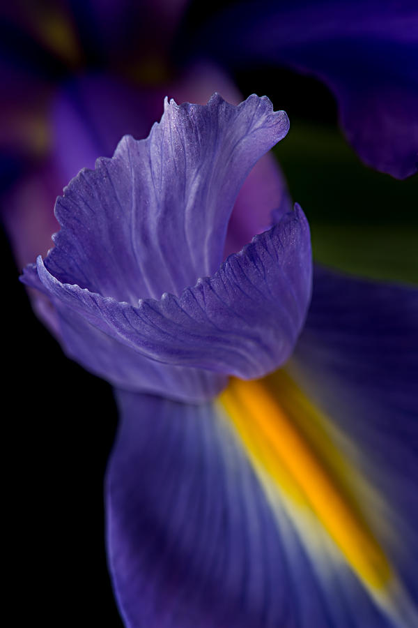 Purple Splendor Photograph