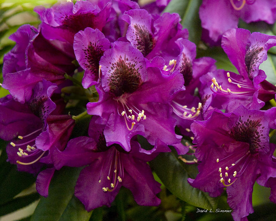 Flowers Still Life Photograph - Purple Splendor Rhododendron by David Simmer