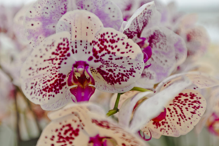 Purple Spots Orchid Photograph by Maj Seda