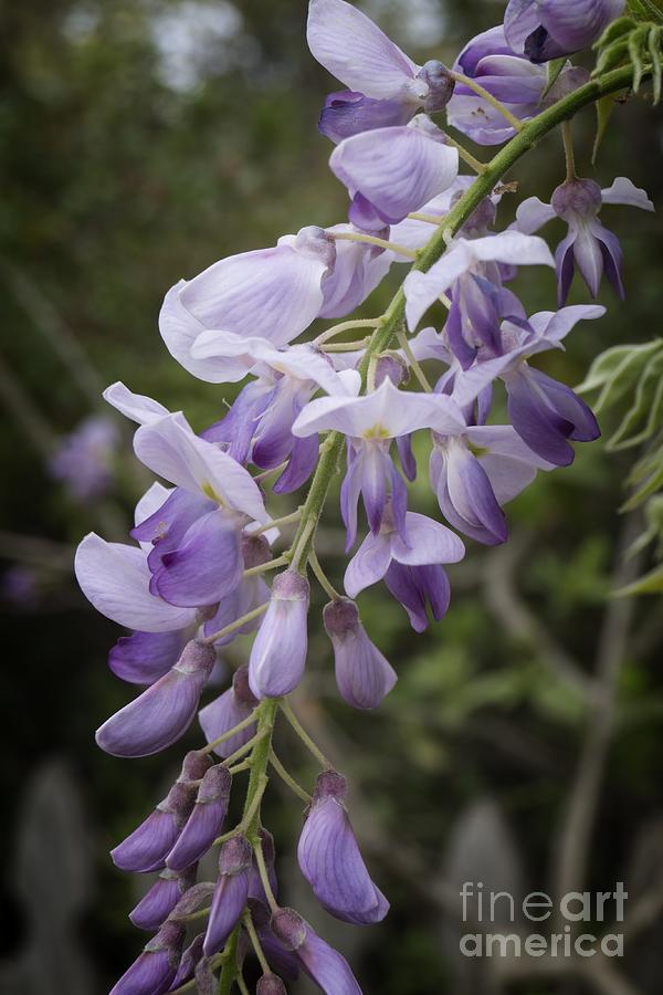 Purple Spring Blooming Wisteria Photograph by MM Anderson