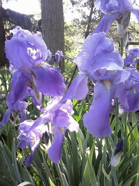 Spring Photograph - Purple Spring Flowers 2 by Lori Jennerjohn