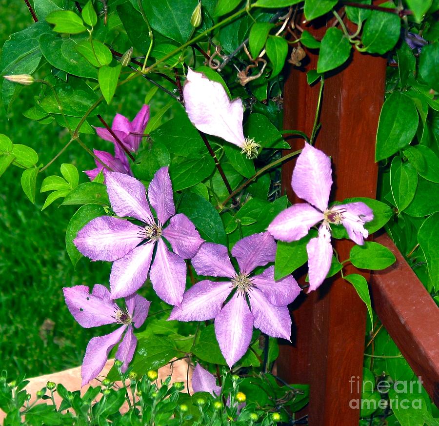 Purple Spring or Summer Photograph by Phyllis Kaltenbach