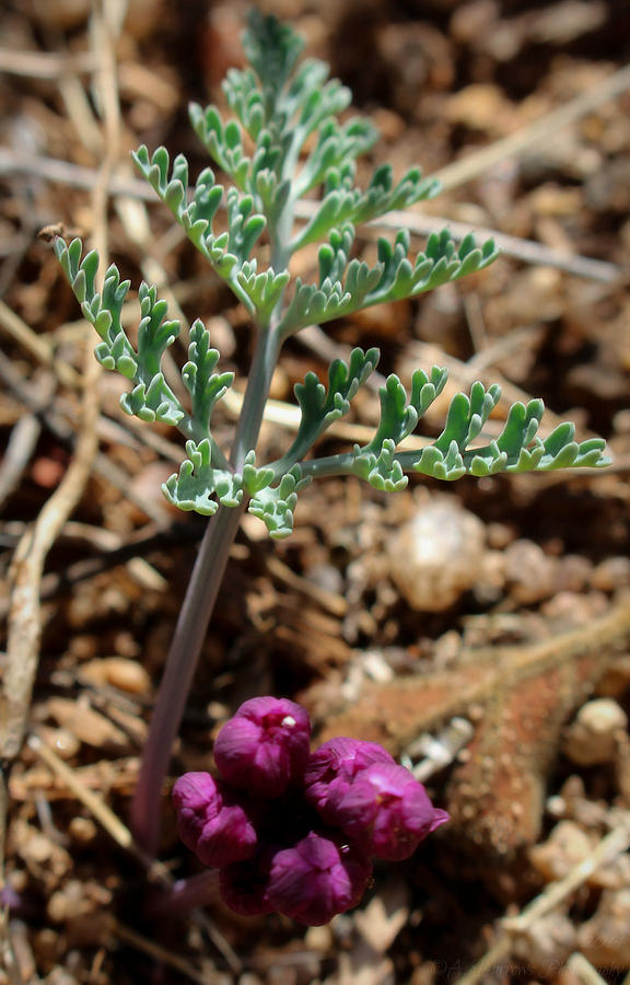 Purple Spring-Parsley Photograph by Aaron Burrows