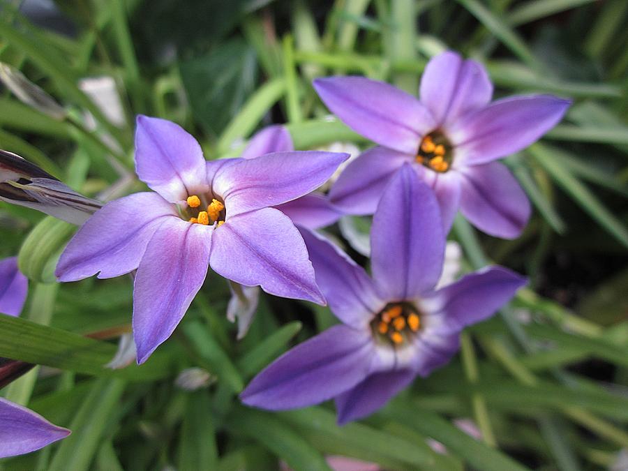 Purple Spring Stars Photograph by MTBobbins Photography