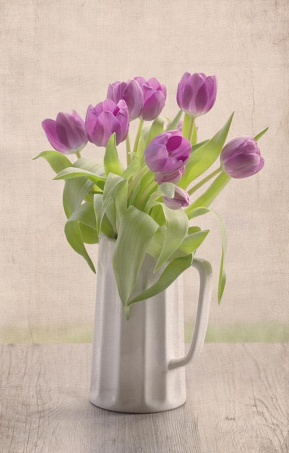 Tulip Photograph - Purple Spring Tulips by Kim Hojnacki