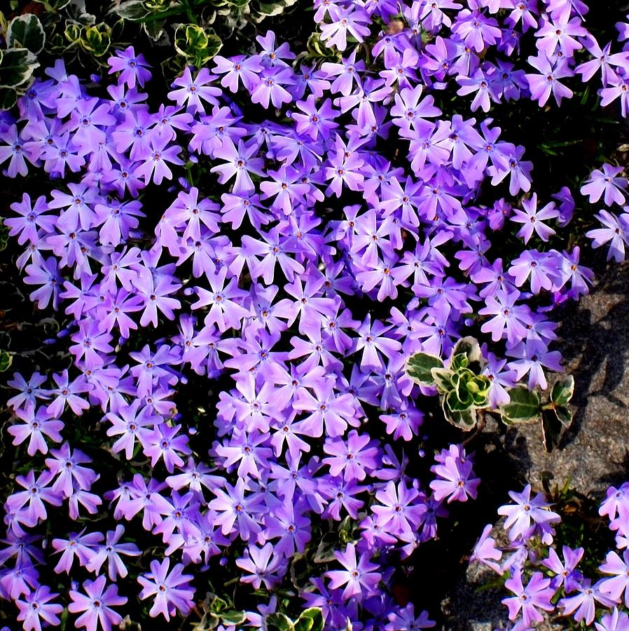 Purple Springtime Photograph by Liza Dey