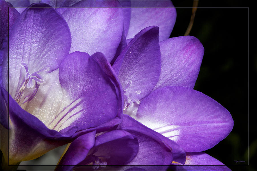 Purple Springtime Photograph by Phyllis Denton