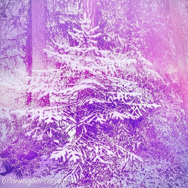 Winter Photograph - Purple Spruce In The Snow by Anna Porter