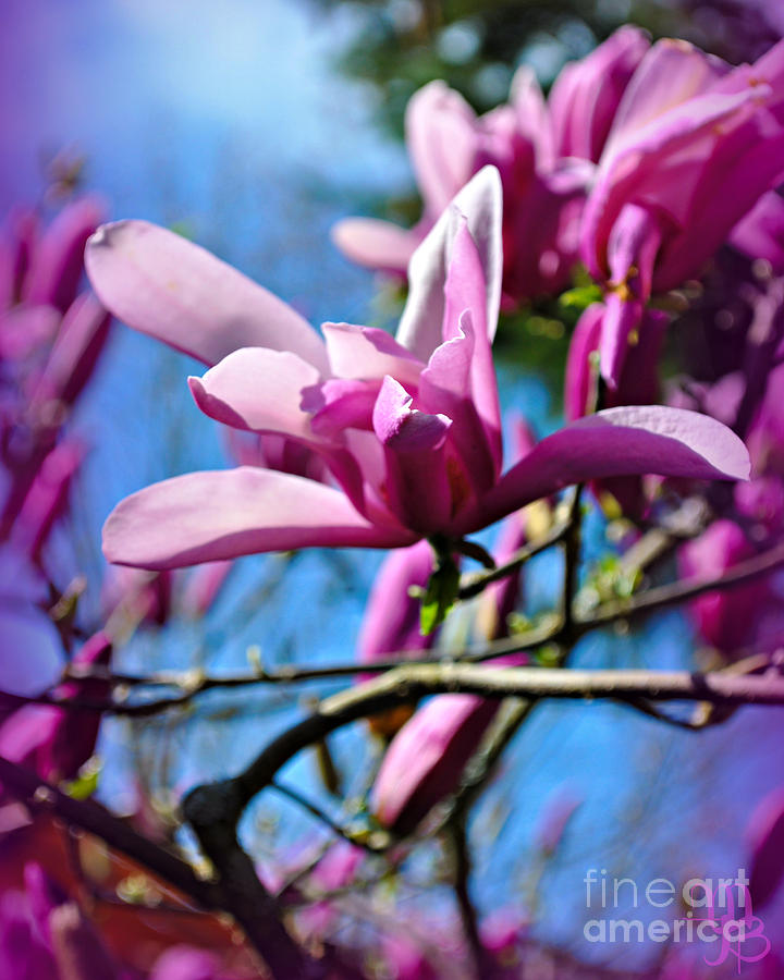 Purple Star Magnolia  Photograph by Mindy Bench