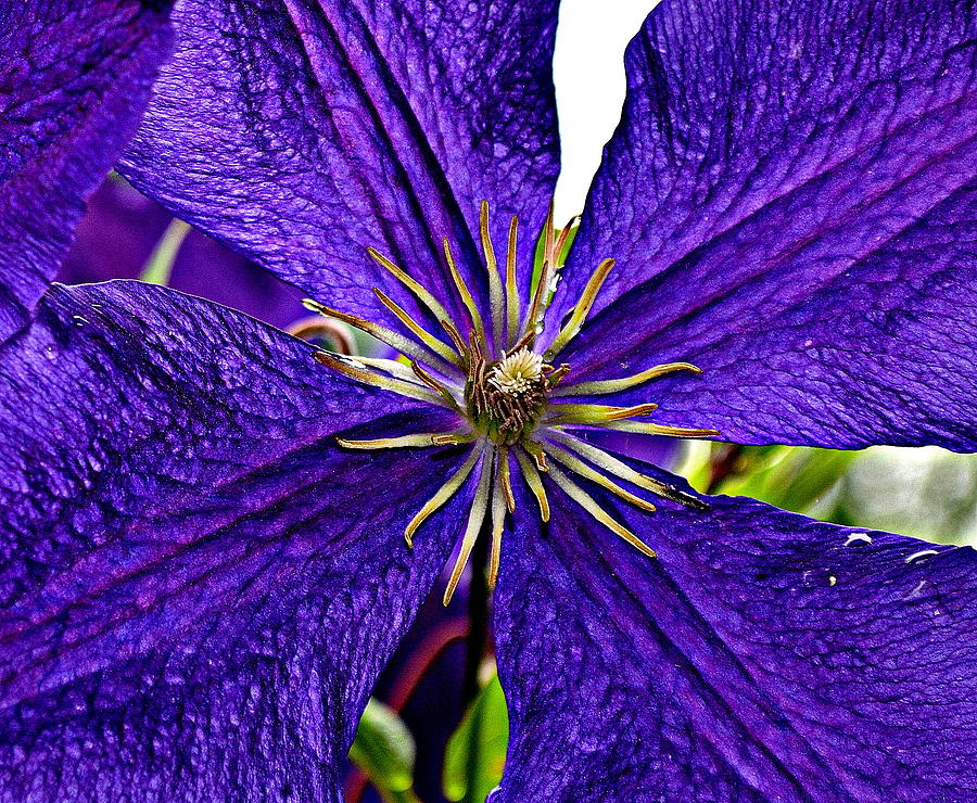 Purple Star Photograph by Michelle Ayn Potter