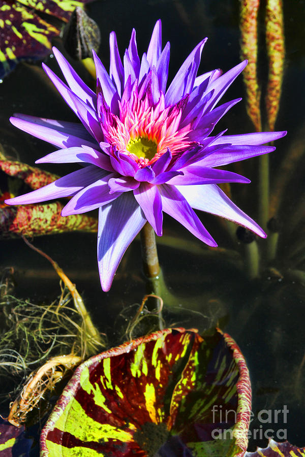Purple Star Water Lily  By Diana Sainz Photograph by Diana Raquel Sainz