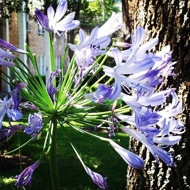 Flower Photograph - Purple Starburst by Lynn Palmer