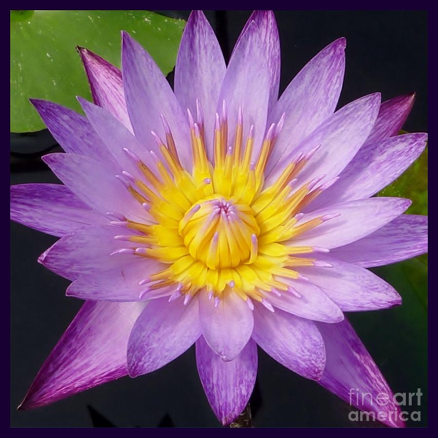 Purple Starburst Water Lily Photograph by Susan Garren
