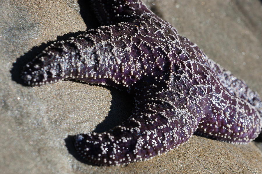 Purple Starfish Photograph by Sonny Marcyan