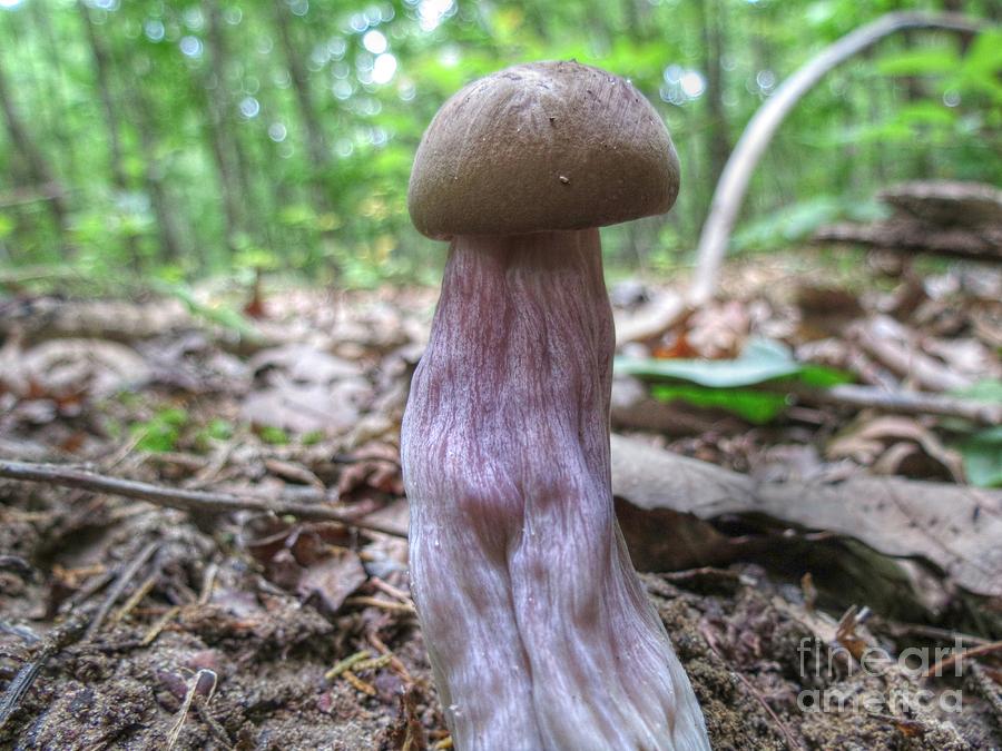 Purple Stem Mushroom Photograph