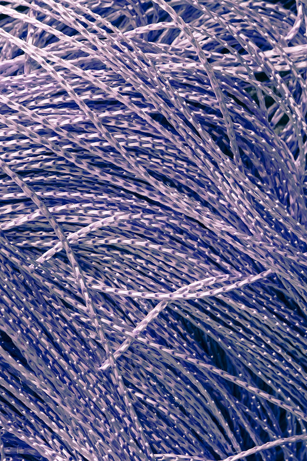 Abstract Photograph - Purple string by Tom Gowanlock