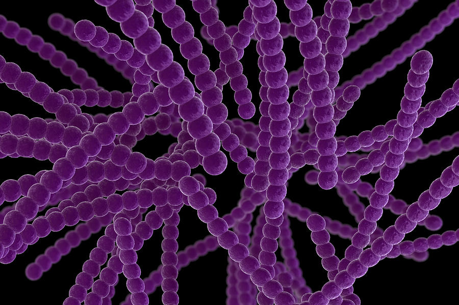 Purple strings of bacteria on a black background Photograph by Cdascher