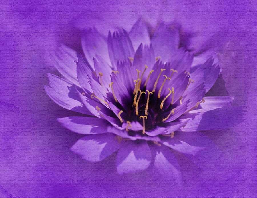Purple Study Photograph by Richard Cummings