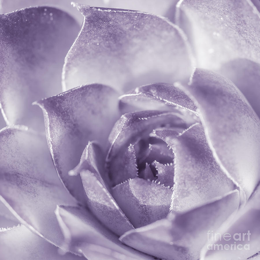 Flower Photograph - Purple Succulent by Lucid Mood