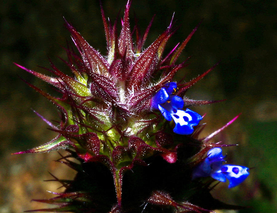 Flowers Still Life Photograph - Purple Suculent by Gilbert Artiaga