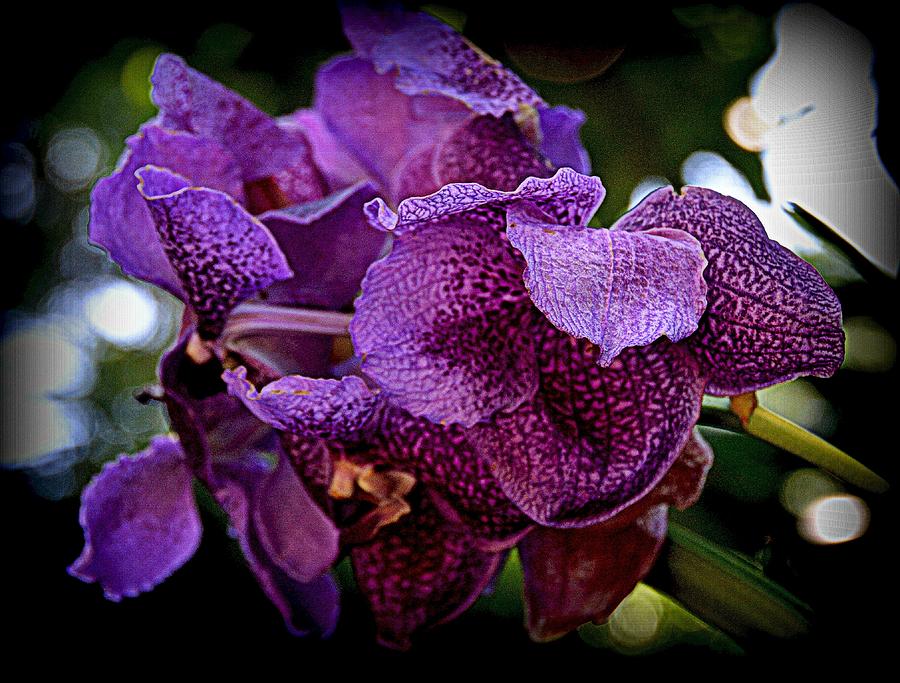Orchid Photograph - Purple Summer by Toni Abdnour