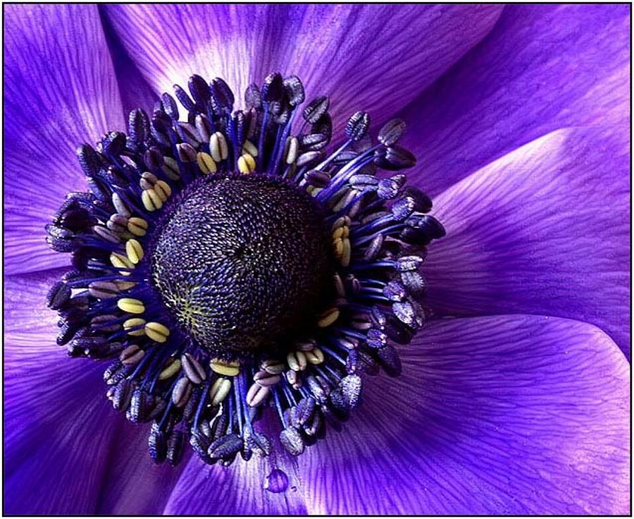 Purple Sunflower Digital Art by Tracie Howard | Fine Art America