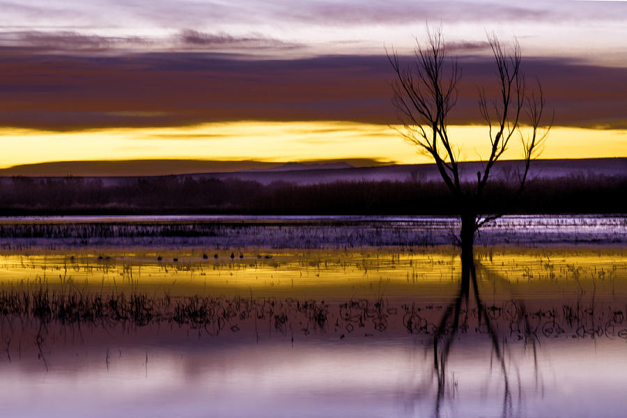 Purple Sunrise on the Bosque Photograph by Kristal Kraft