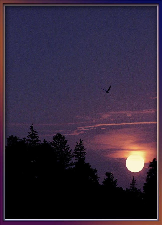 Purple Sunset With Sea Gull Photograph by Peter V Quenter