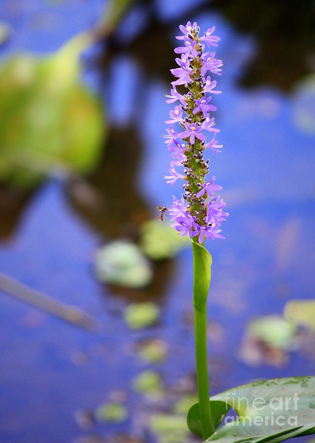 Pickerelweed Photograph - Purple Swamp Flower by Carol Groenen