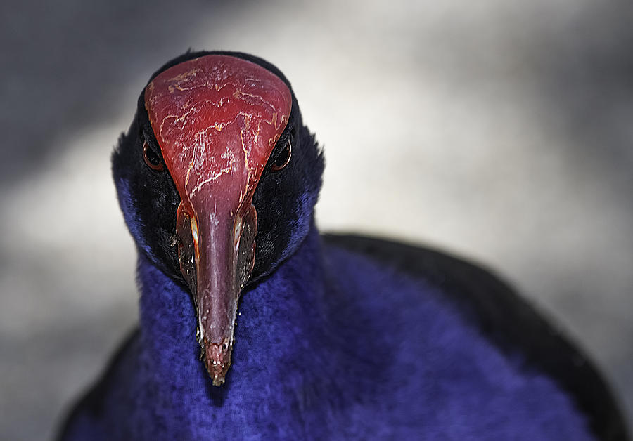 Animal Photograph - Purple Swamphen portrait by Mr Bennett Kent