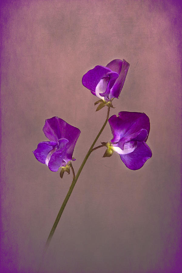 Flower Photograph - Purple Sweet Pea No.1 by Robert Murray