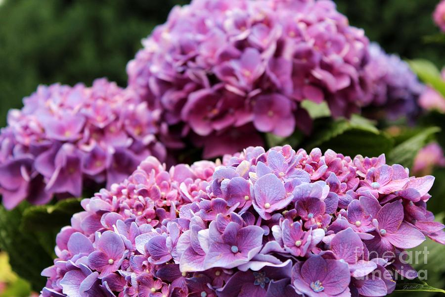 Violet Flowers Photograph - Purple symphony by Julia Fine Art by Julia Fine Art And Photography