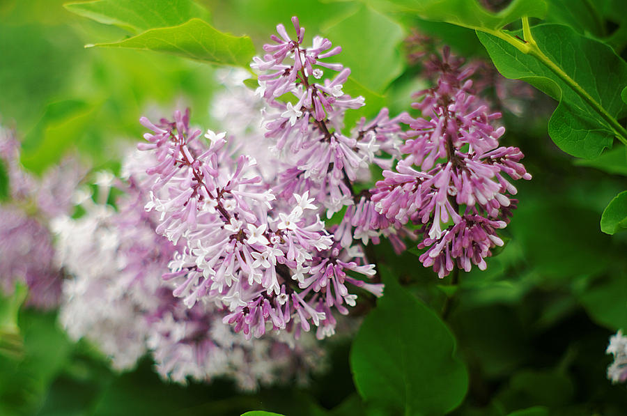 Purple Syringa Flowers Photograph by Suzanne Powers