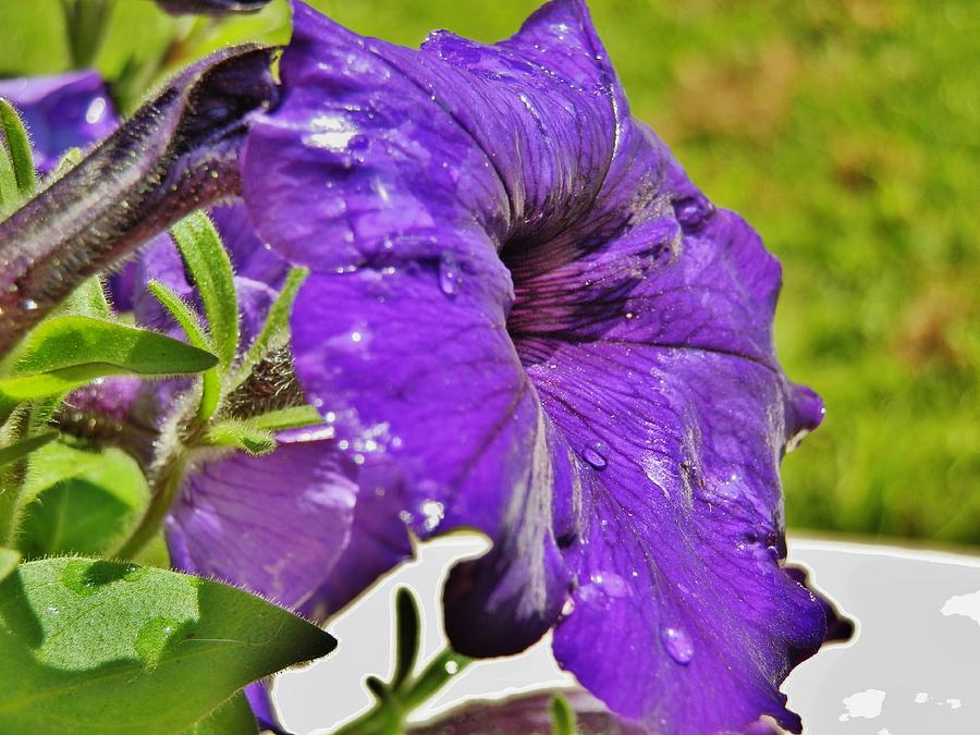 Purple Taffeta Photograph by VLee Watson