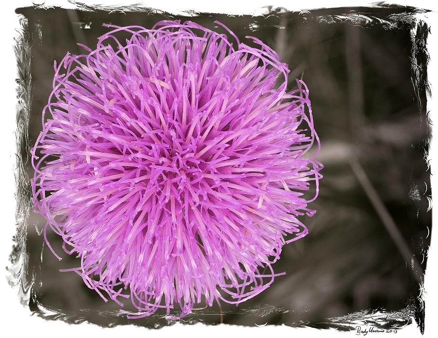 Purple thistle - 1 Photograph by Rudy Umans