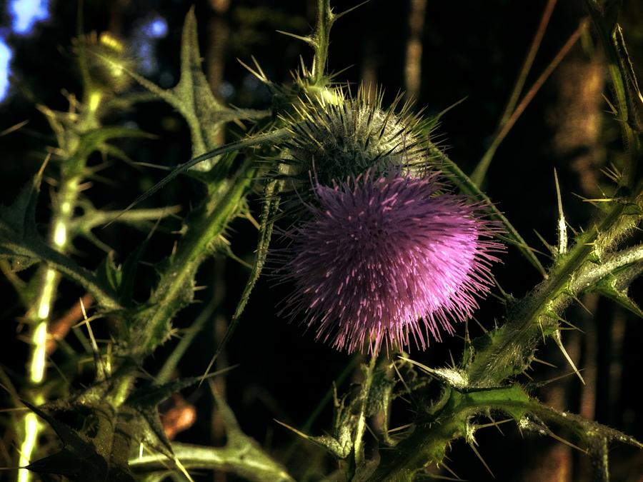 Purple Thistle Flower Photograph