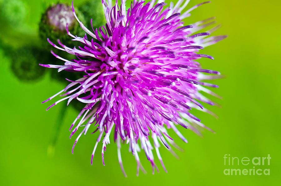 Purple Thistle Photograph by Gwen Gibson