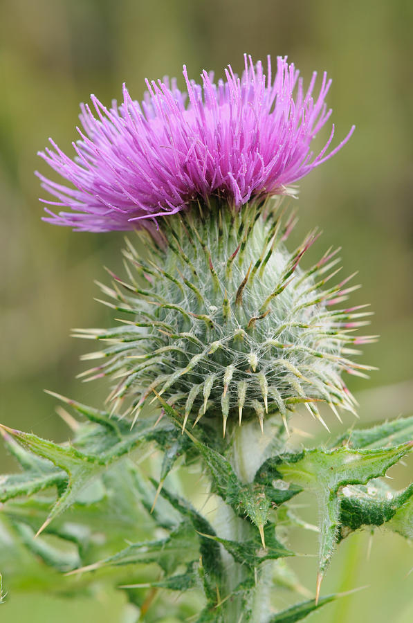 Purple Thistle Photograph by Jeremy Voisey
