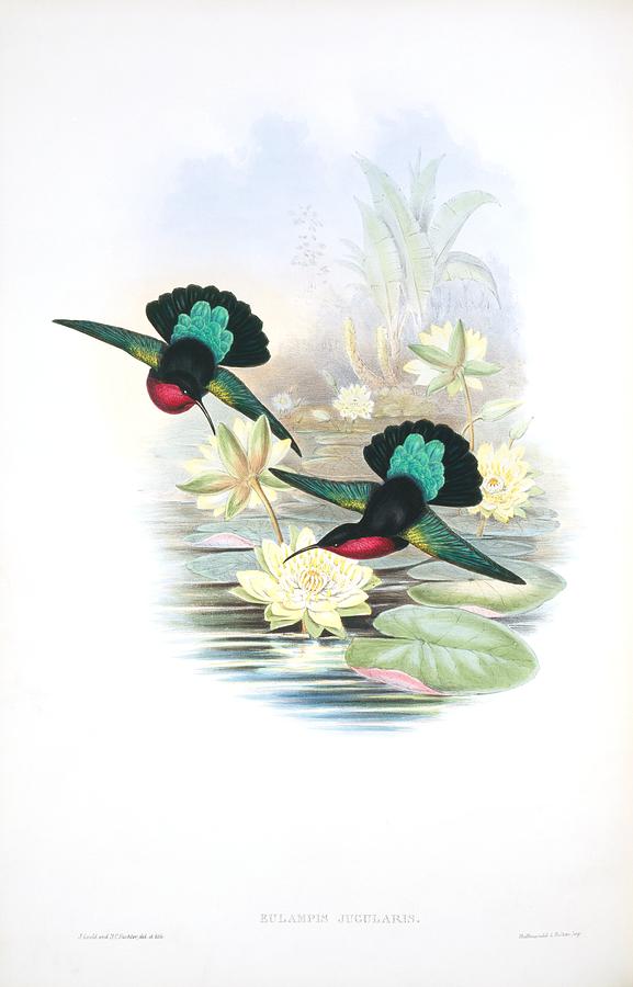Purple-throated caribs, artwork Photograph by Science Photo Library
