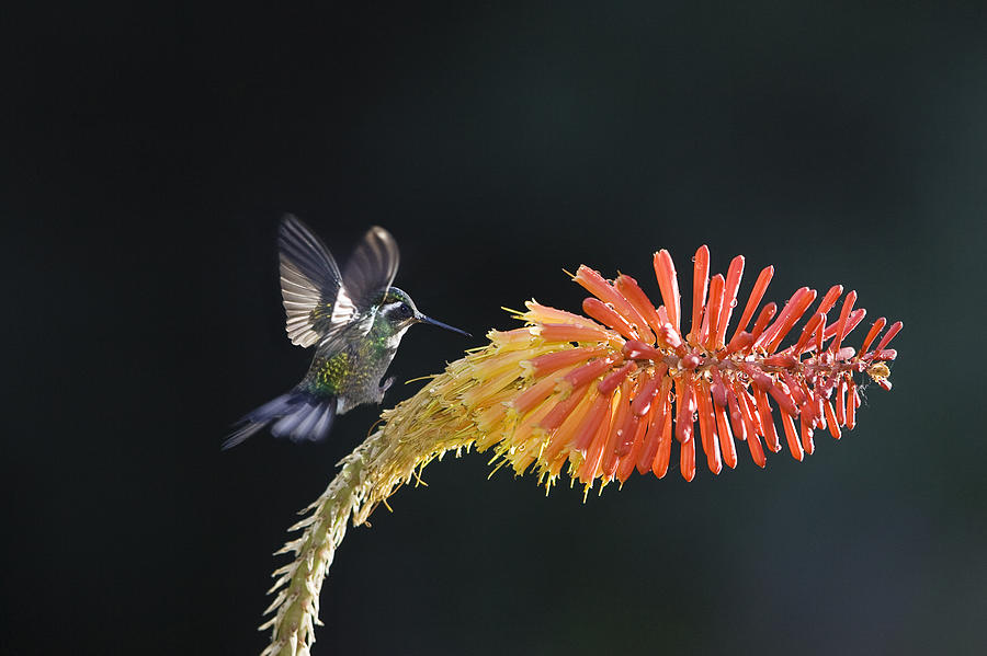 Purple-throated Mountain-gem Hummingbird Photograph by Konrad Wothe