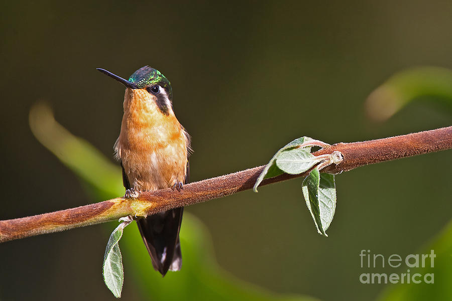 Purple-throated Mountain-Gem Photograph by Jean-Luc Baron