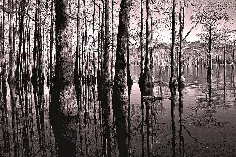 Cypress Swamp In Black And White Photograph By James Potts - Fine Art 