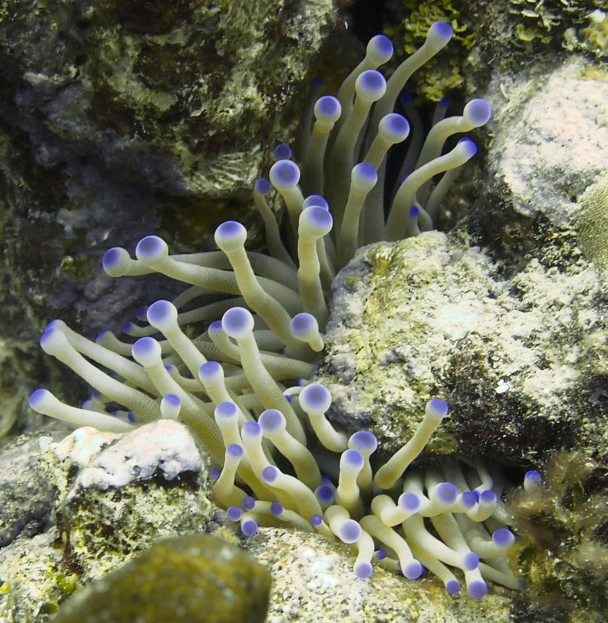 Purple Tipped Giant White Sea Anemone Photograph by Amy McDaniel