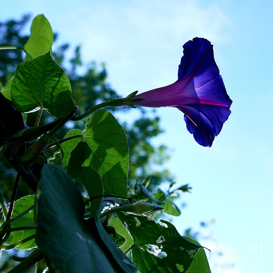 Summer Photograph - Purple to the Sky by Nancie DeMellia