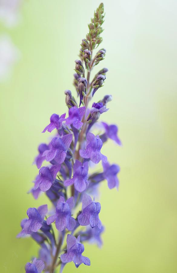 Purple Toadflax (linaria Purpurea) In Flower Photograph by Maria Mosolova/science Photo Library