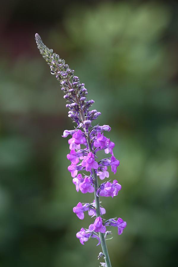 Nature Photograph - Purple Toadflax  by Mark Severn