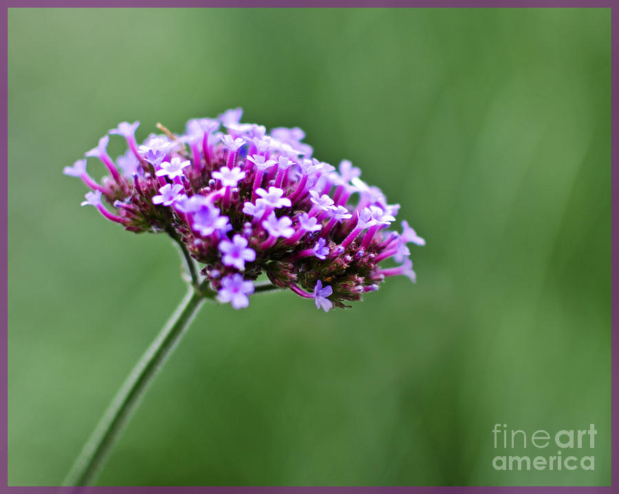 Purple Top Flower Photograph by Maria Janicki